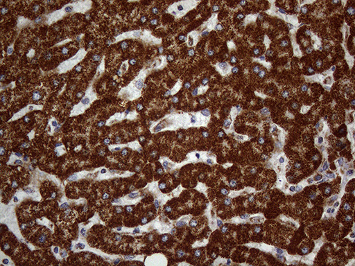 m07482 anti decr1 mouse monoclonal antibody clone id oti5d6 ihc testing 2