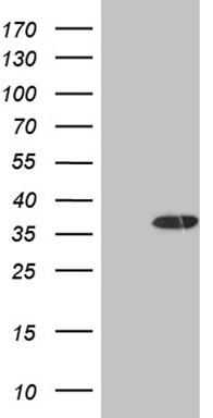 m07482 anti decr1 mouse monoclonal antibody clone id oti5d6 wb testing 1