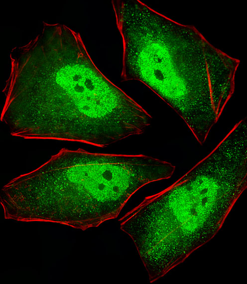 Fluorescent image of Hela cells stained with XAF1 PSMA5 Antibody