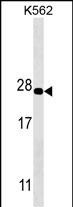 PSMA5 Antibody (Cat