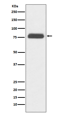 m07503 wb