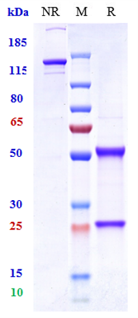Anti-STEAP1 Reference Antibody (vandortuzumAb) on SDS-PAGE under reducing (R) condition