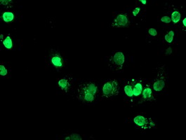 m07512 anti foxi1 mouse monoclonal antibody clone id oti1d4 if testing 5