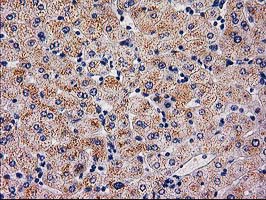 m07524 anti serpinb4 mouse monoclonal antibody clone id oti4c8 ihc testing 3