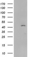 m07524 anti serpinb4 mouse monoclonal antibody clone id oti4c8 wb testing 1