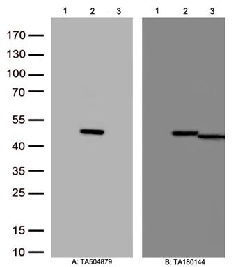 m07526 anti tdo2 mouse monoclonal antibody clone id oti2a4 wb testing 1_1