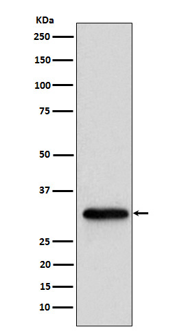 m07530 wb