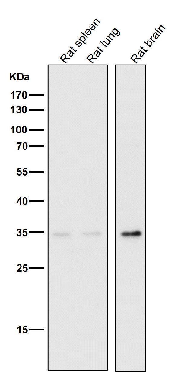 All lanes use the Antibody at 1:2K dilution for 1 hour at room temperature