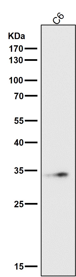 m07530 wb9