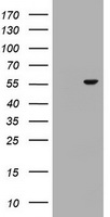 m07543 anti osbpl2 mouse monoclonal antibody clone id oti2e6 wb testing 1