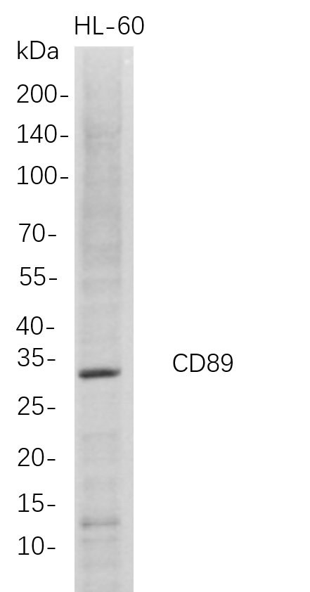 Western Blot analysis of HL-60 whole cell lysates were separated by 4-20% SDS-PAGE, and the membrane was blotted with anti-CD89 rabbit mAb