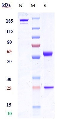 Anti-FZD10 Reference Antibody (tabituximab) on SDS-PAGE under reducing (R) condition