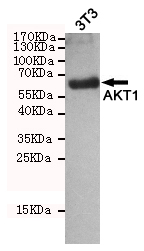 Western blotting validation for Anti-Akt1 PXK Monoclonal Antibody M07555
Western blot detection of AKT1 in 3T3 cell lysates using AKT1 mouse mAb (dilution 1:2000) 