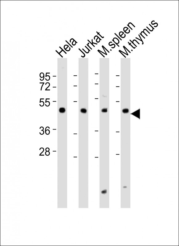 All lanes : Anti-Dpf2 Antibody (Center) at 1:2000 dilutionLane 1: Hela whole cell lysatesLane 2: Jurkat whole cell lysatesLane 3: mouse spleen lysatesLane 4: mouse thymus lysatesLysates/proteins at 20 µg per lane