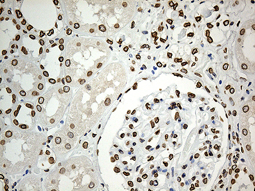 m07557 anti slu7 mouse monoclonal antibody clone id oti5a7 ihc testing 11