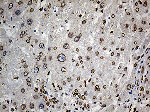 m07557 anti slu7 mouse monoclonal antibody clone id oti5a7 ihc testing 13