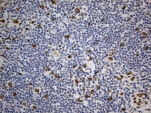 m07557 anti slu7 mouse monoclonal antibody clone id oti5a7 ihc testing 6