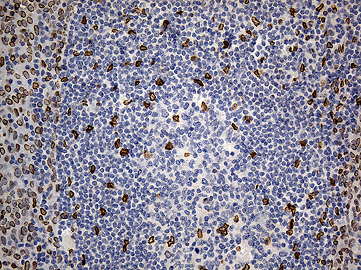 m07557 anti slu7 mouse monoclonal antibody clone id oti5a7 ihc testing 7