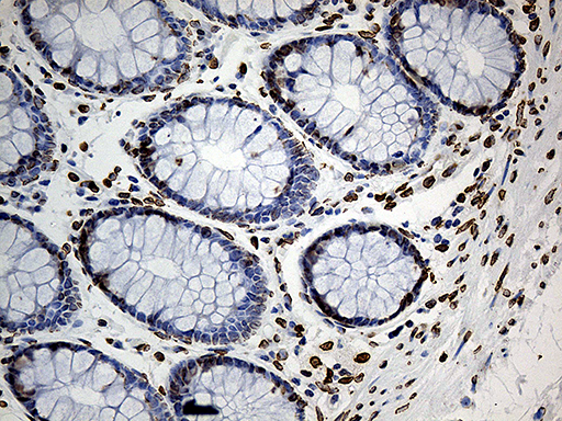 m07557 anti slu7 mouse monoclonal antibody clone id oti5a7 ihc testing 8