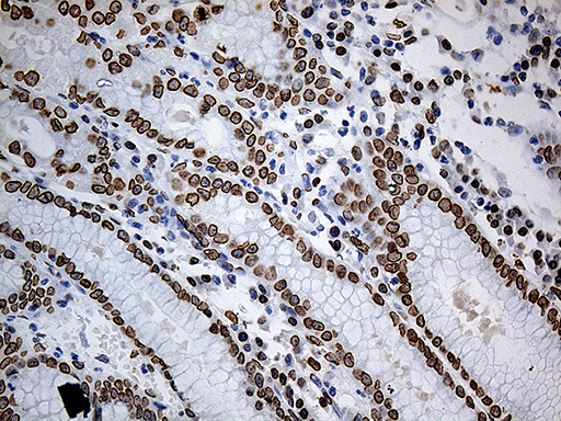 m07557 anti slu7 mouse monoclonal antibody clone id oti5a7 ihc testing 9