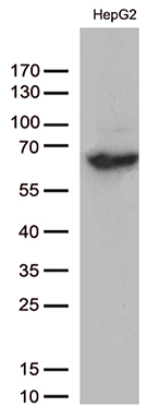 Western blot analysis of extracts (35ug) from HepG2 cell lysates by using anti-SLU7 monoclonal antibody (1:500)