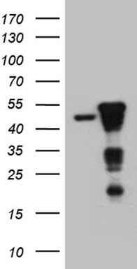 m07564 anti smap2 mouse monoclonal antibody clone id oti9b6 wb testing 1