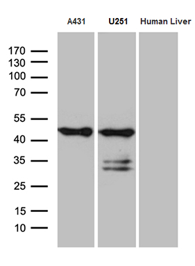m07564 anti smap2 mouse monoclonal antibody clone id oti9b6 wb testing 2