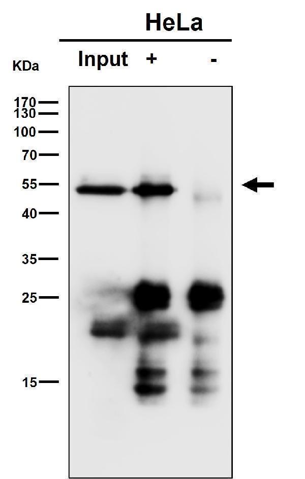 Immunoprecipitate (IP) analysis using the Antibody at 1:50 dilution