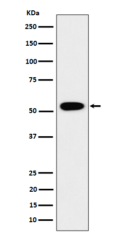 Western blot analysis of GRSF1 expression in 293 cell lysate