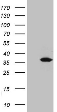 m07582 anti uck2 mouse monoclonal antibody clone id oti21a6 wb testing 1