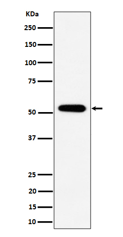 m07588 1 wb