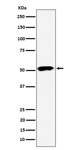 m07588 wb