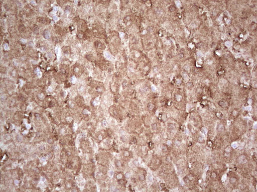 m07595 anti ephrin a3 efna3 mouse monoclonal antibody clone id oti4a4 ihc testing 5