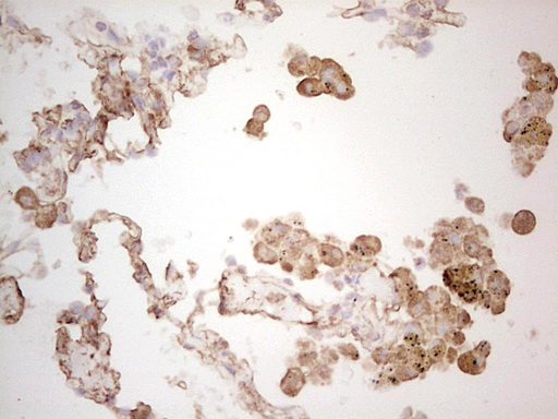 m07595 anti ephrin a3 efna3 mouse monoclonal antibody clone id oti4a4 ihc testing 7