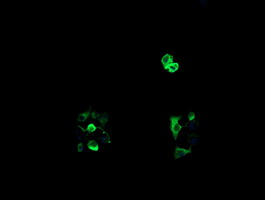 m07596 anti rtkn mouse monoclonal antibody clone id oti1a4 if testing 6