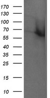 m07596 anti rtkn mouse monoclonal antibody clone id oti1a4 wb testing 1