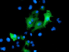 Anti-PTPN7 mouse monoclonal antibody (M07600-1) immunofluorescent staining of COS7 cells transiently transfected by pCMV6-ENTRY PTPN7