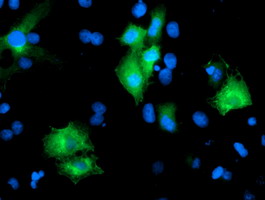 Anti-PTPN7 mouse monoclonal antibody (M07600) immunofluorescent staining of COS7 cells transiently transfected by pCMV6-ENTRY PTPN7