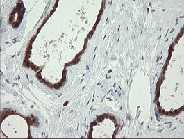 m07606 anti sdsl mouse monoclonal antibody clone id oti1a8 ihc testing 4