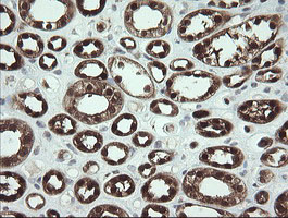 m07606 anti sdsl mouse monoclonal antibody clone id oti1a8 ihc testing 5