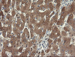 m07606 anti sdsl mouse monoclonal antibody clone id oti1a8 ihc testing 6