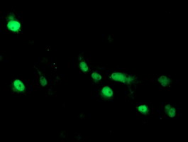 m07607 anti arl2bp mouse monoclonal antibody clone id oti1a10 if testing 9