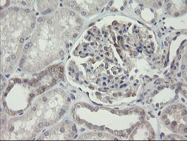m07607 anti arl2bp mouse monoclonal antibody clone id oti1a10 ihc testing 7