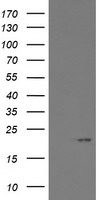 m07607 anti arl2bp mouse monoclonal antibody clone id oti1a10 wb testing 1