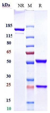 Anti-Sphingosine-1-phosphate Reference Antibody (Expression DD patent anti-SIP) on SDS-PAGE under reducing (R) condition