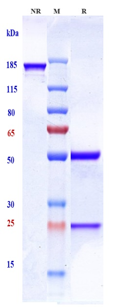 m07619 sds page
