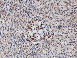 Immunohistochemical staining of paraffin-embedded Human pancreas tissue within the normal limits using anti-NMT2 mouse monoclonal antibody