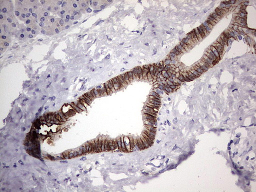 m07626 anti boule boll mouse monoclonal antibody clone id oti2d11 ihc testing 2