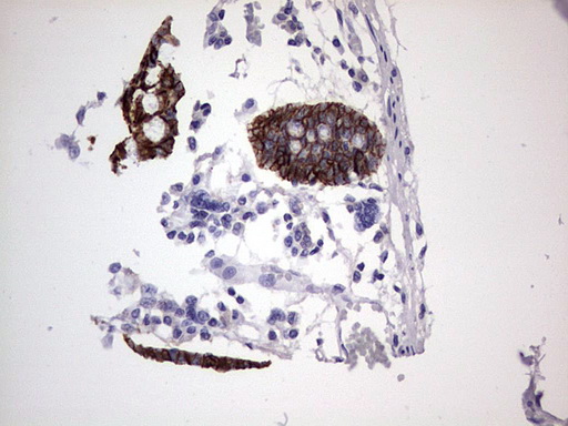 m07626 anti boule boll mouse monoclonal antibody clone id oti2d11 ihc testing 3