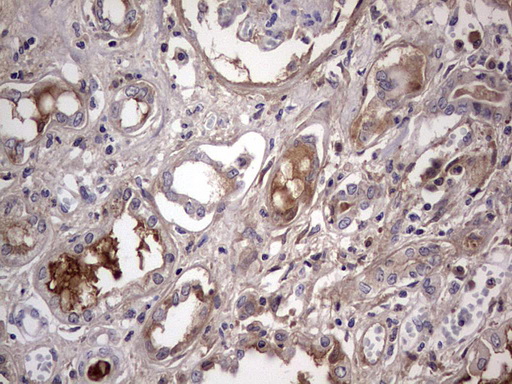 m07626 anti boule boll mouse monoclonal antibody clone id oti2d11 ihc testing 5
